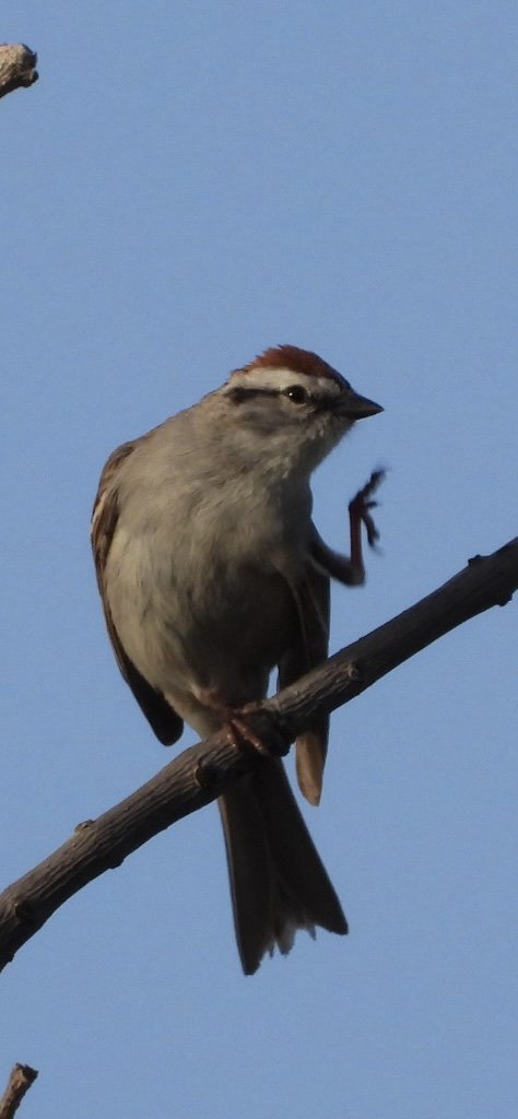 Chipping Sparrow
