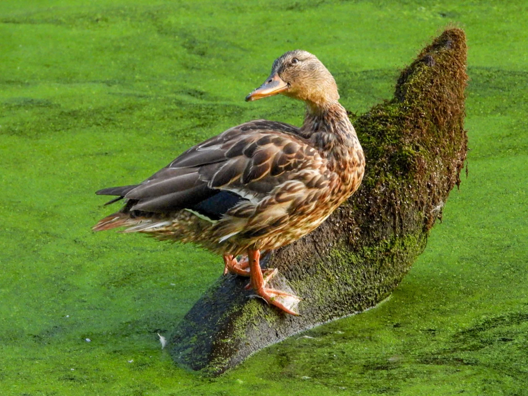 Ducks