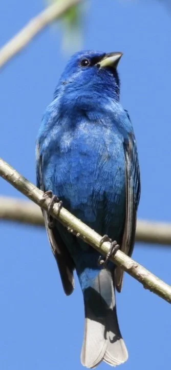 Indigo Bunting