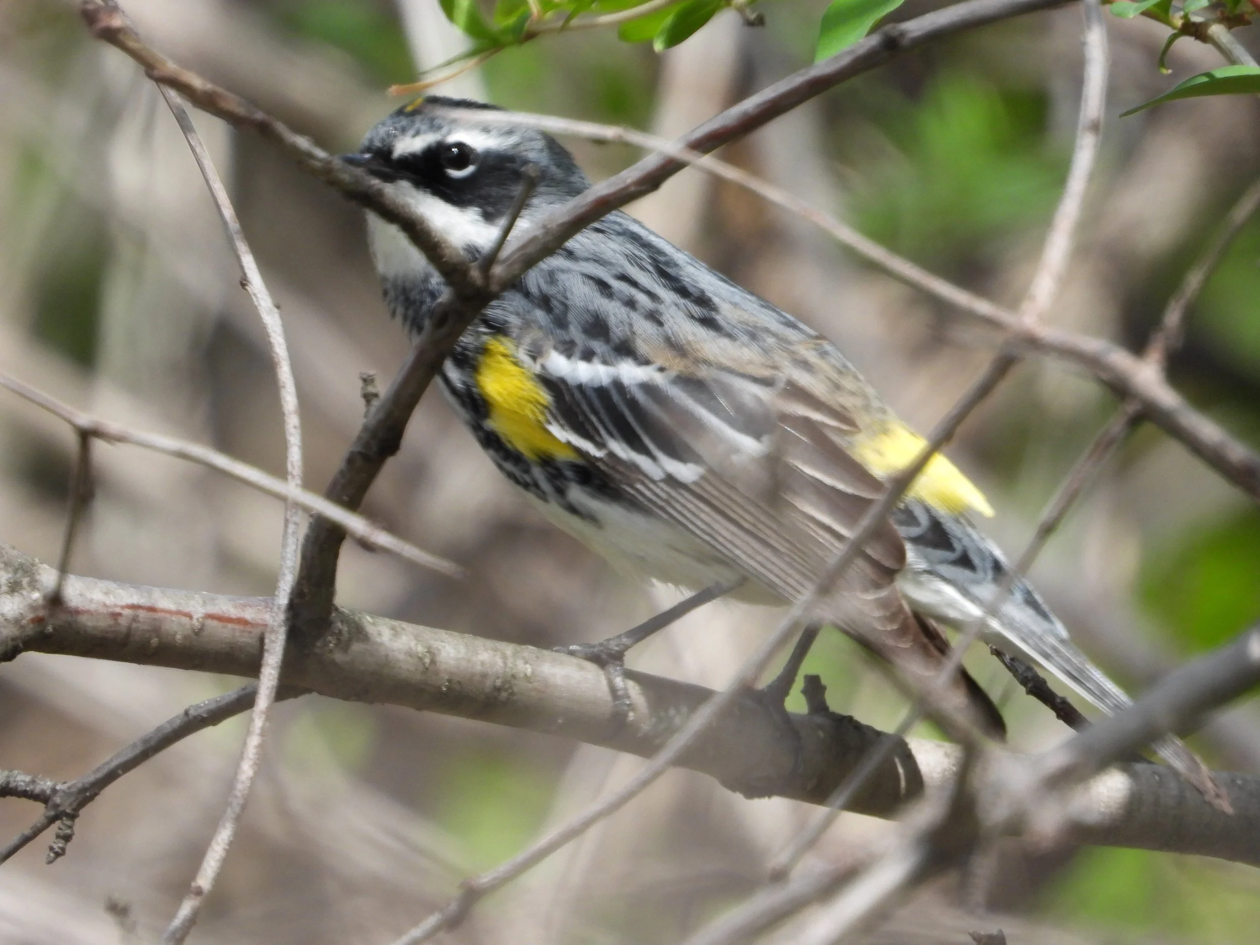 Yellow-throated warbler