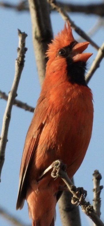 Northern Cardinal