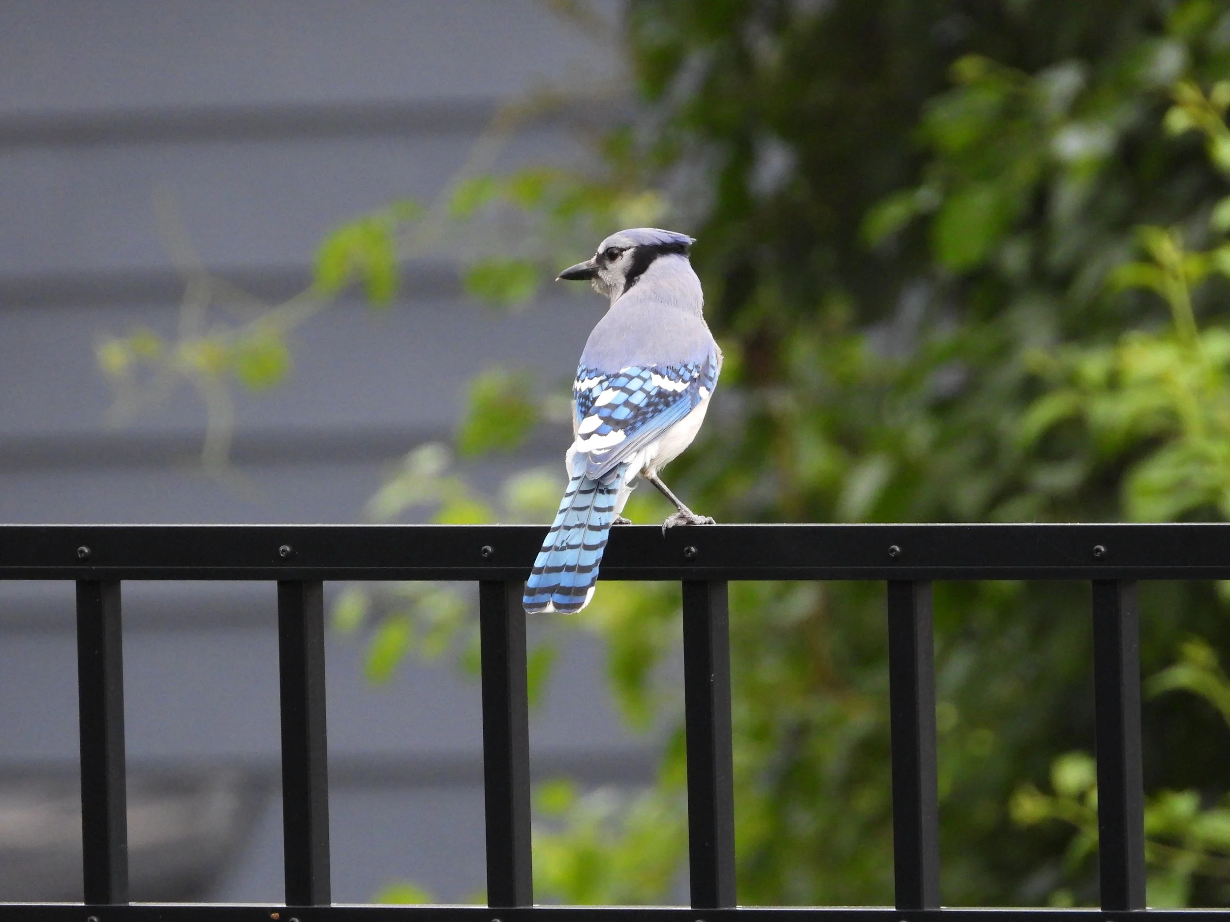 American Blue Jay