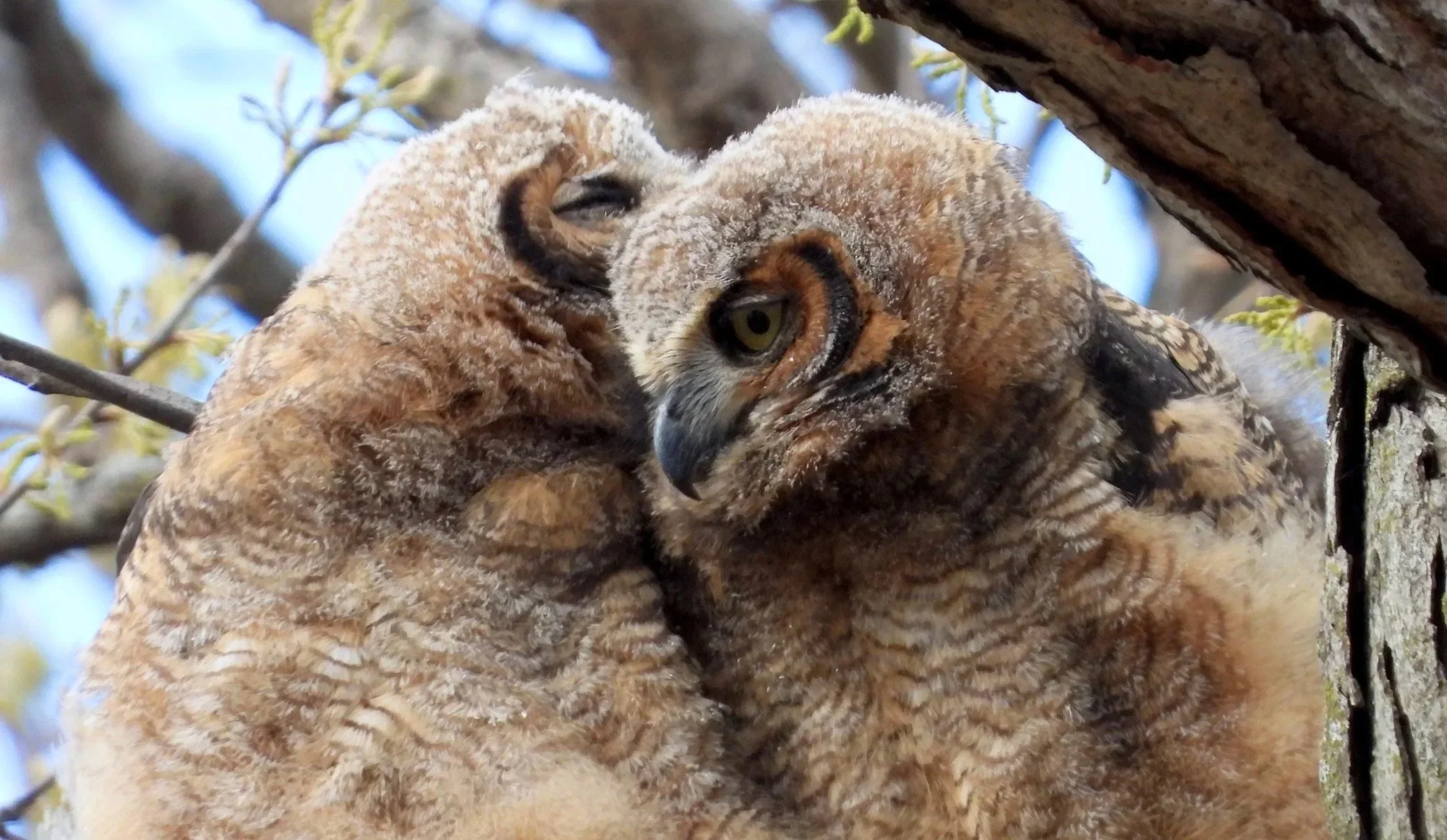 Owl Siblings