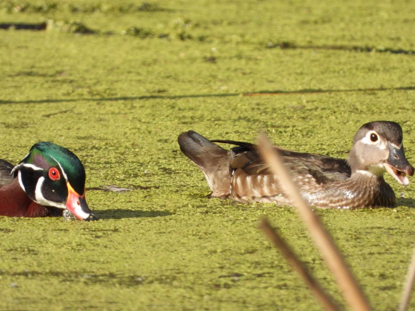 Wood duck