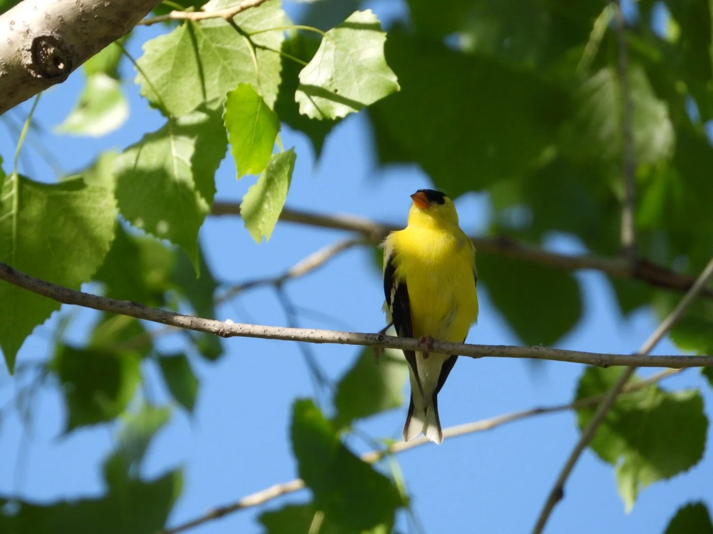 American Goldfinch