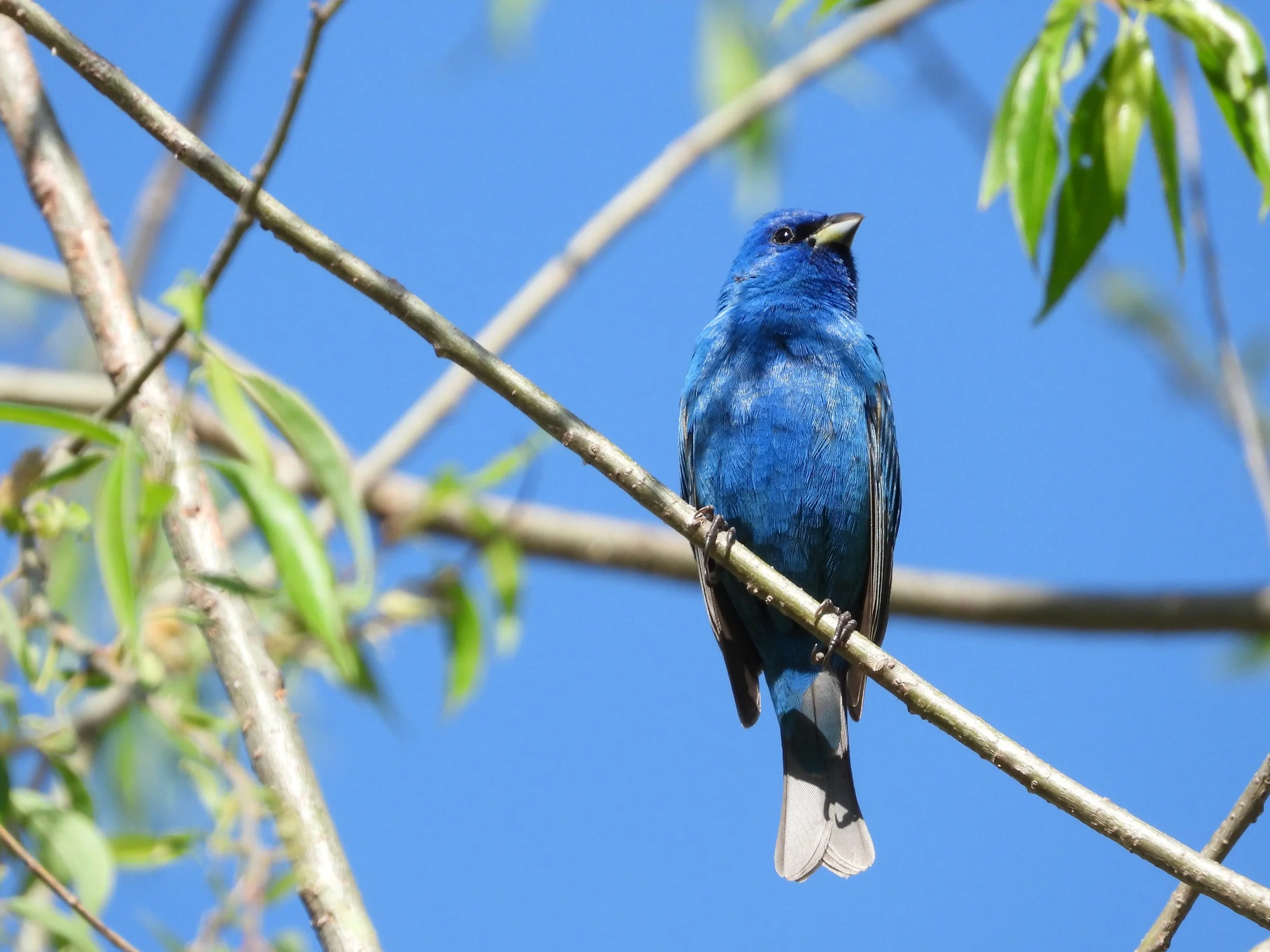 Indigo Bunting