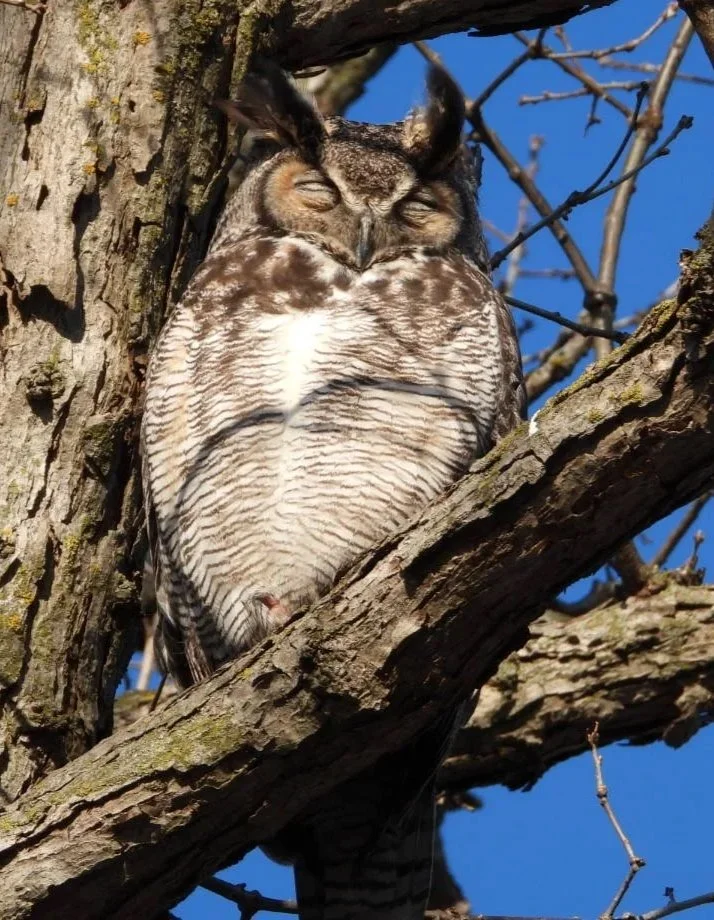 Owl Dad