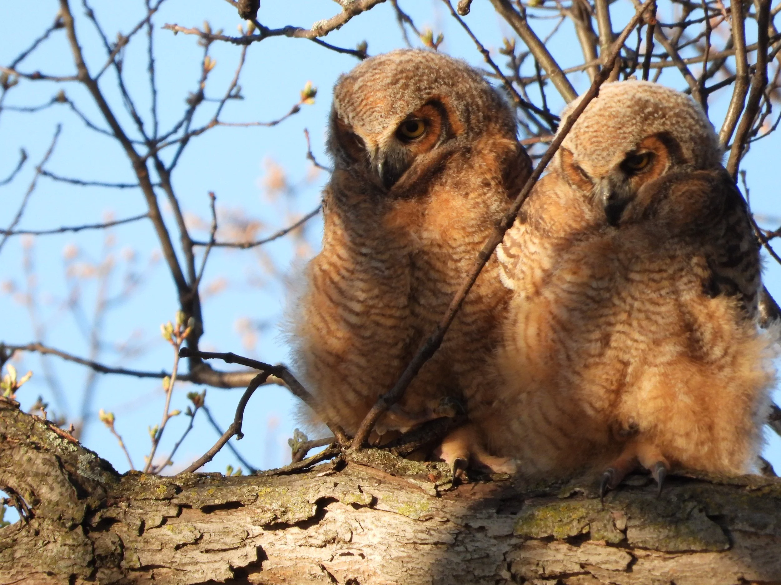 Owl Fledgling