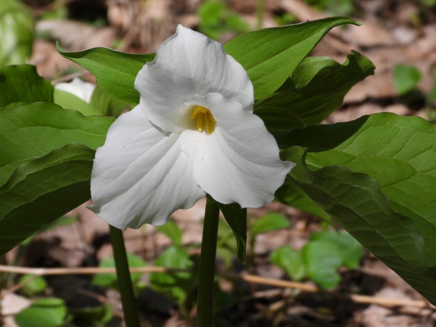 Spring wildflower