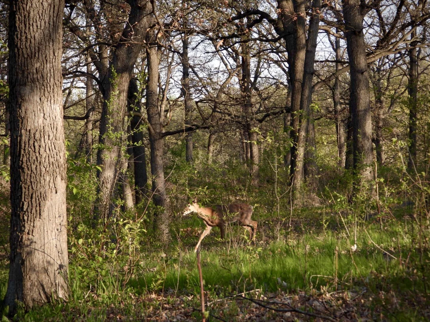 Mule Deer