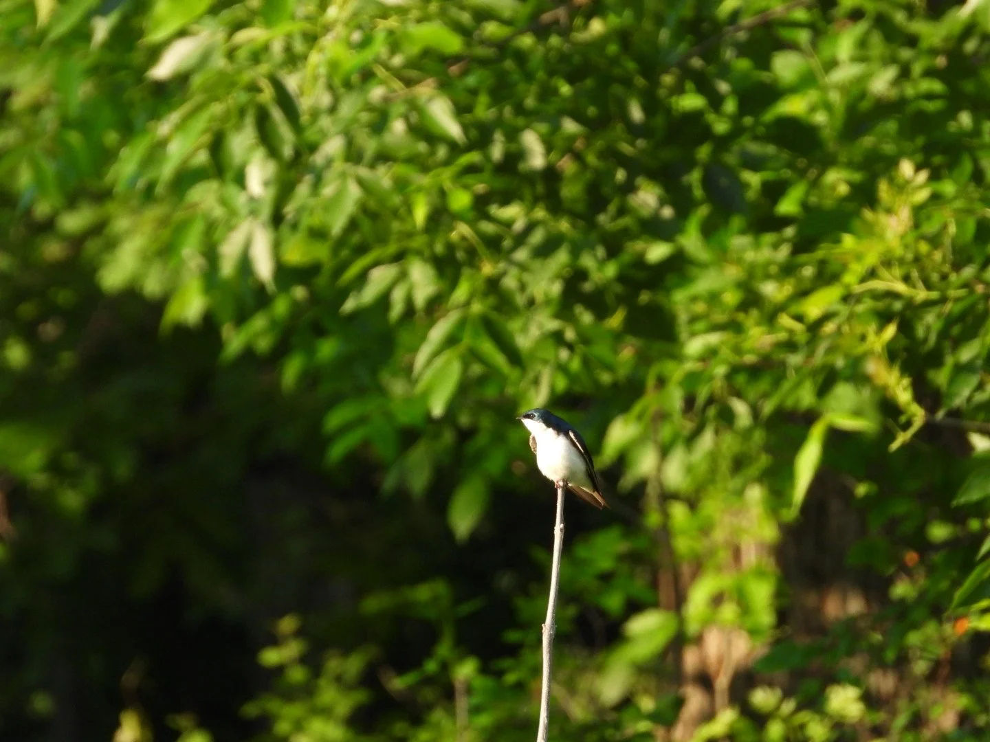 Tree Swallow