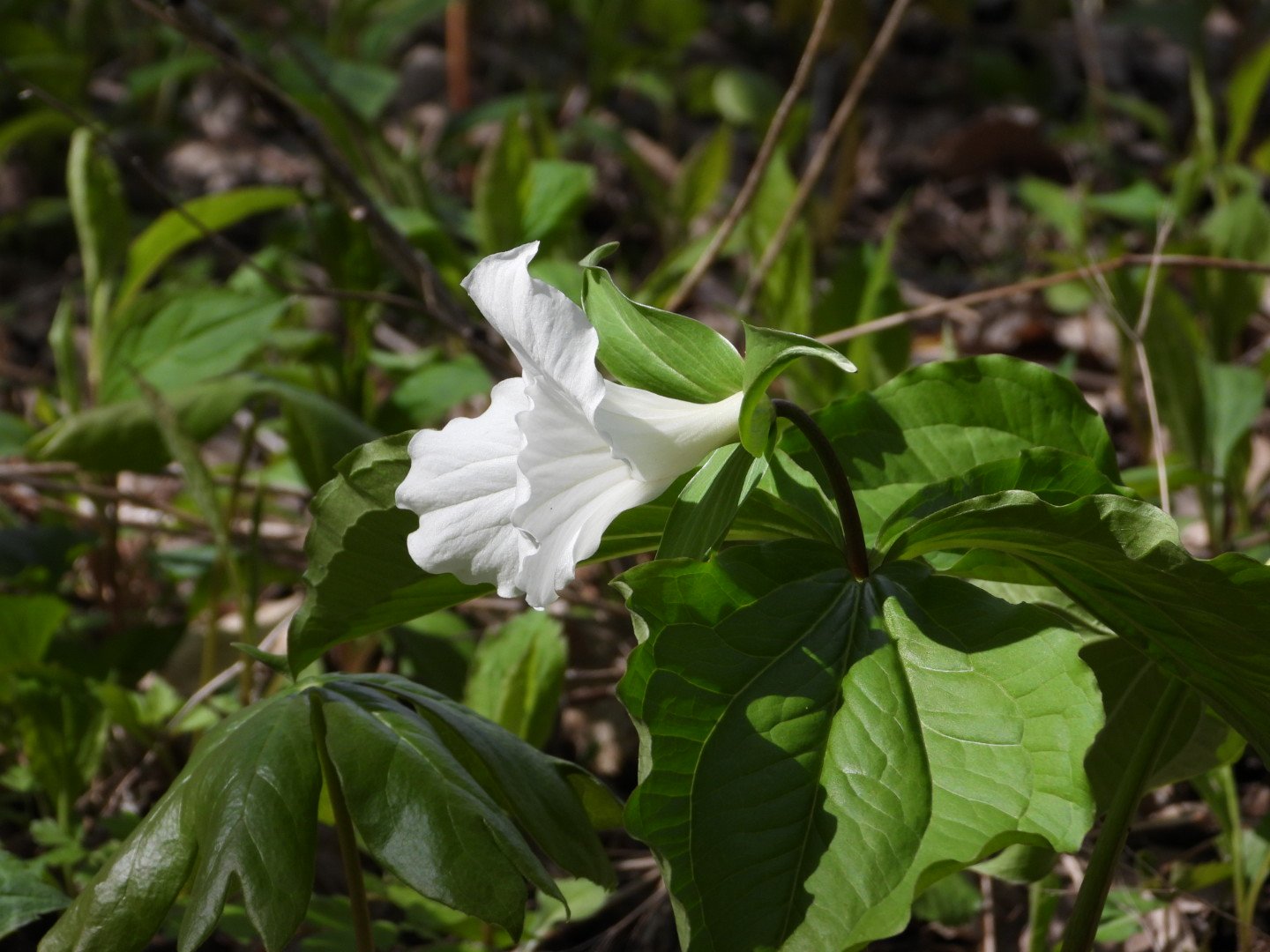 Spring wildflower