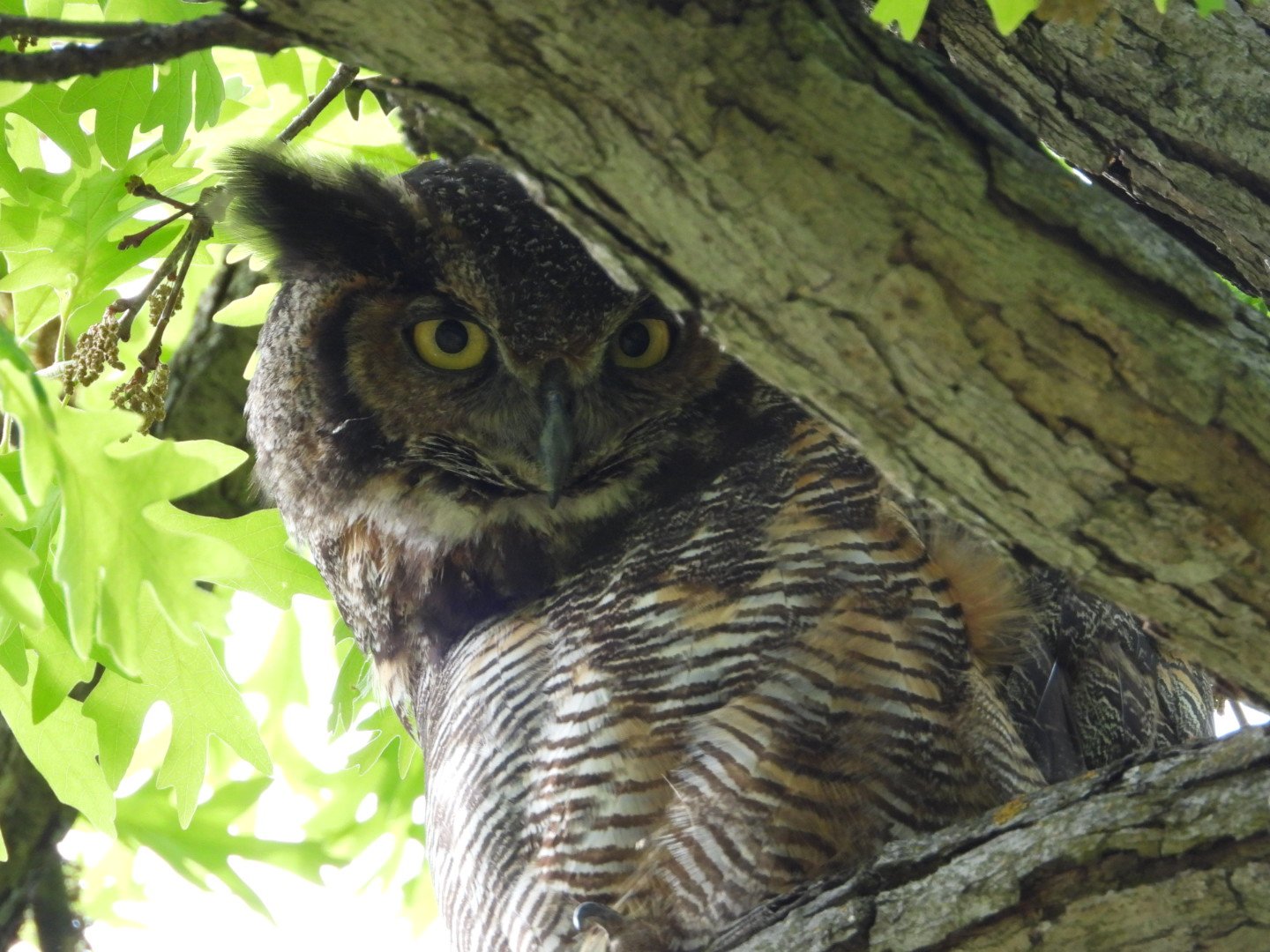 Owl Mom