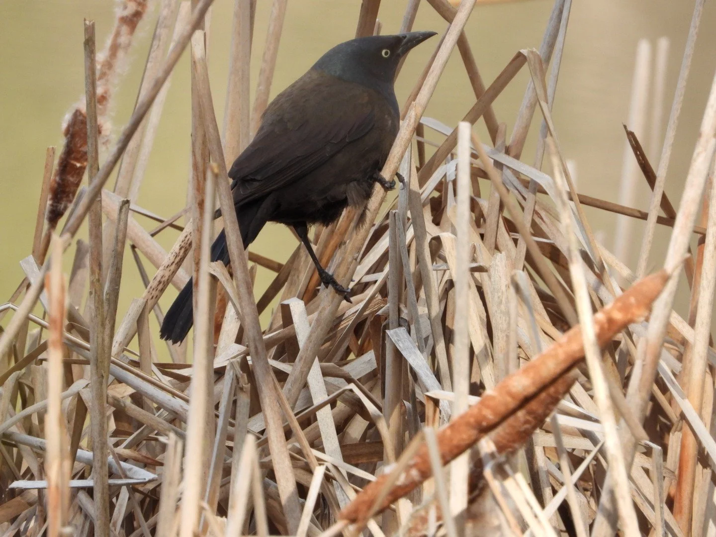 Common grackle