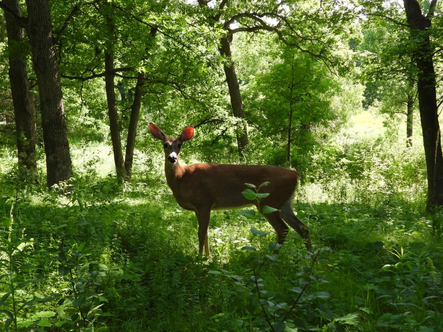 White-Tailed Deer