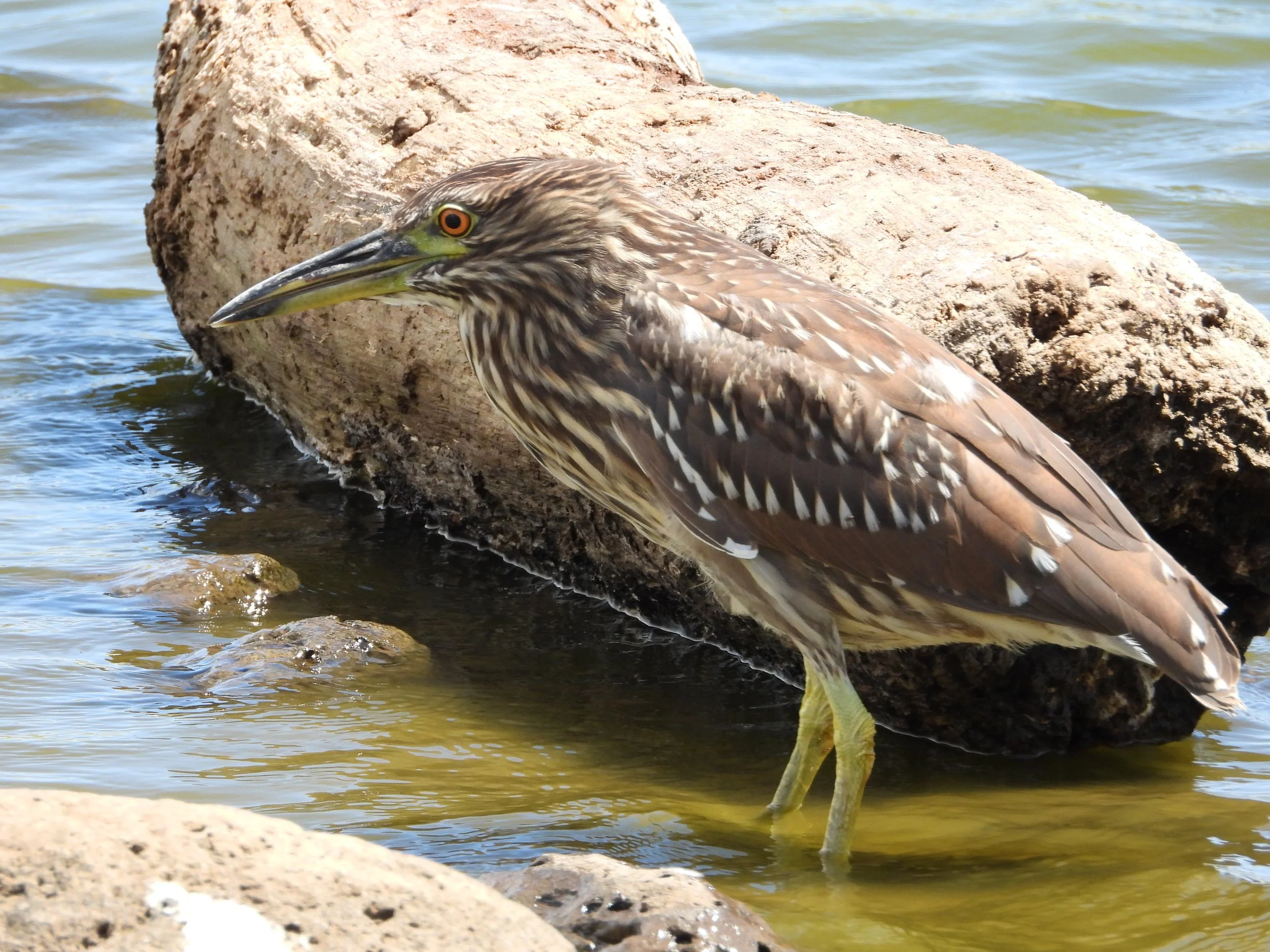 DSCN2547.JPG
