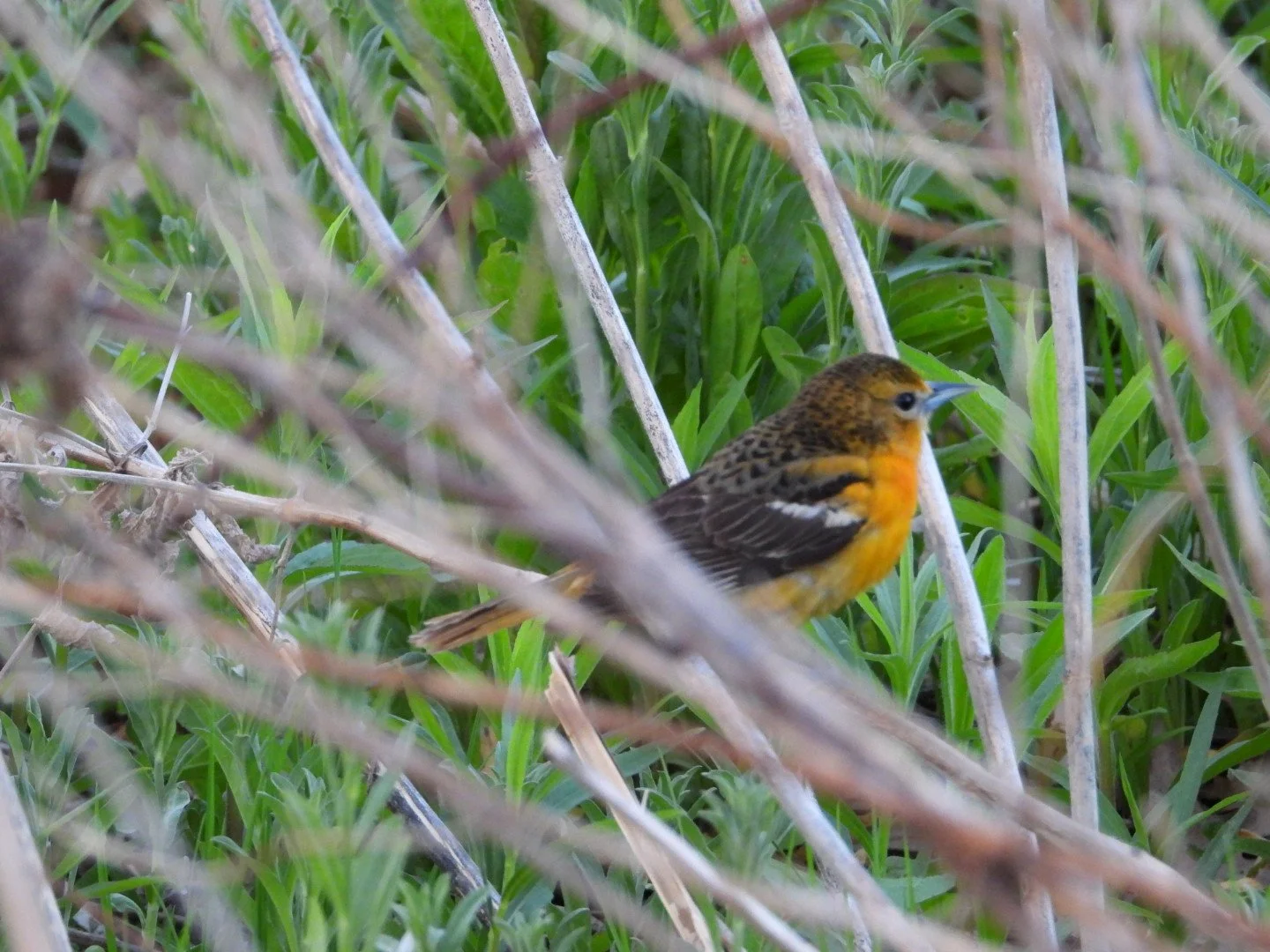 Baltimore Oriole