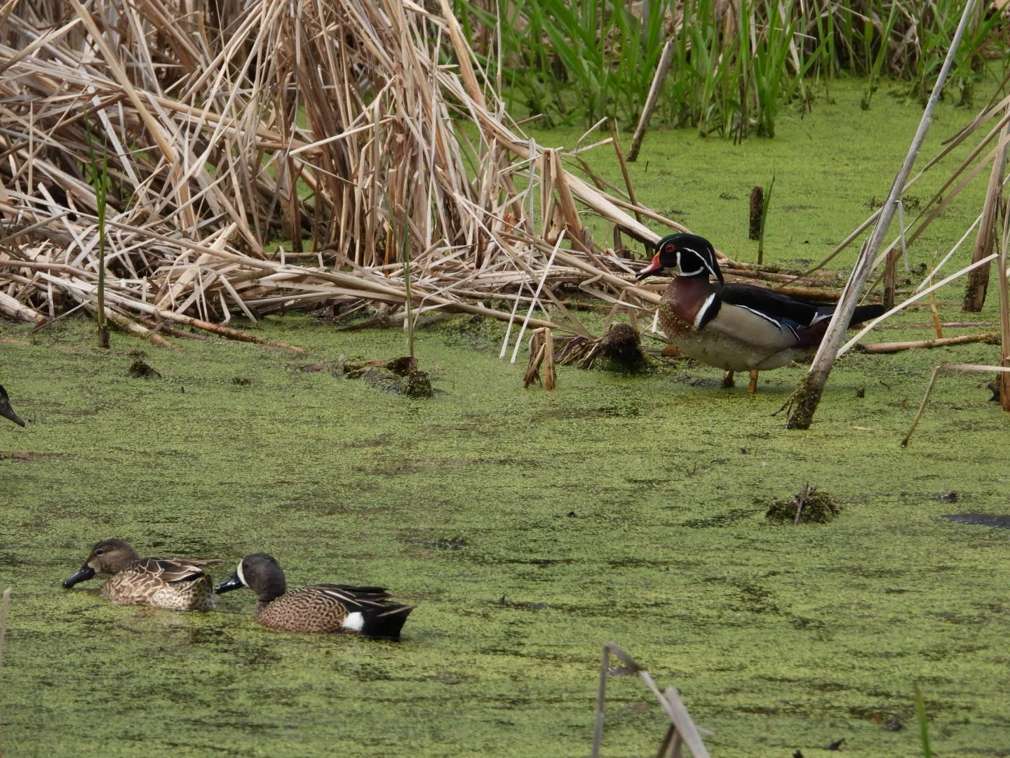 Wood duck