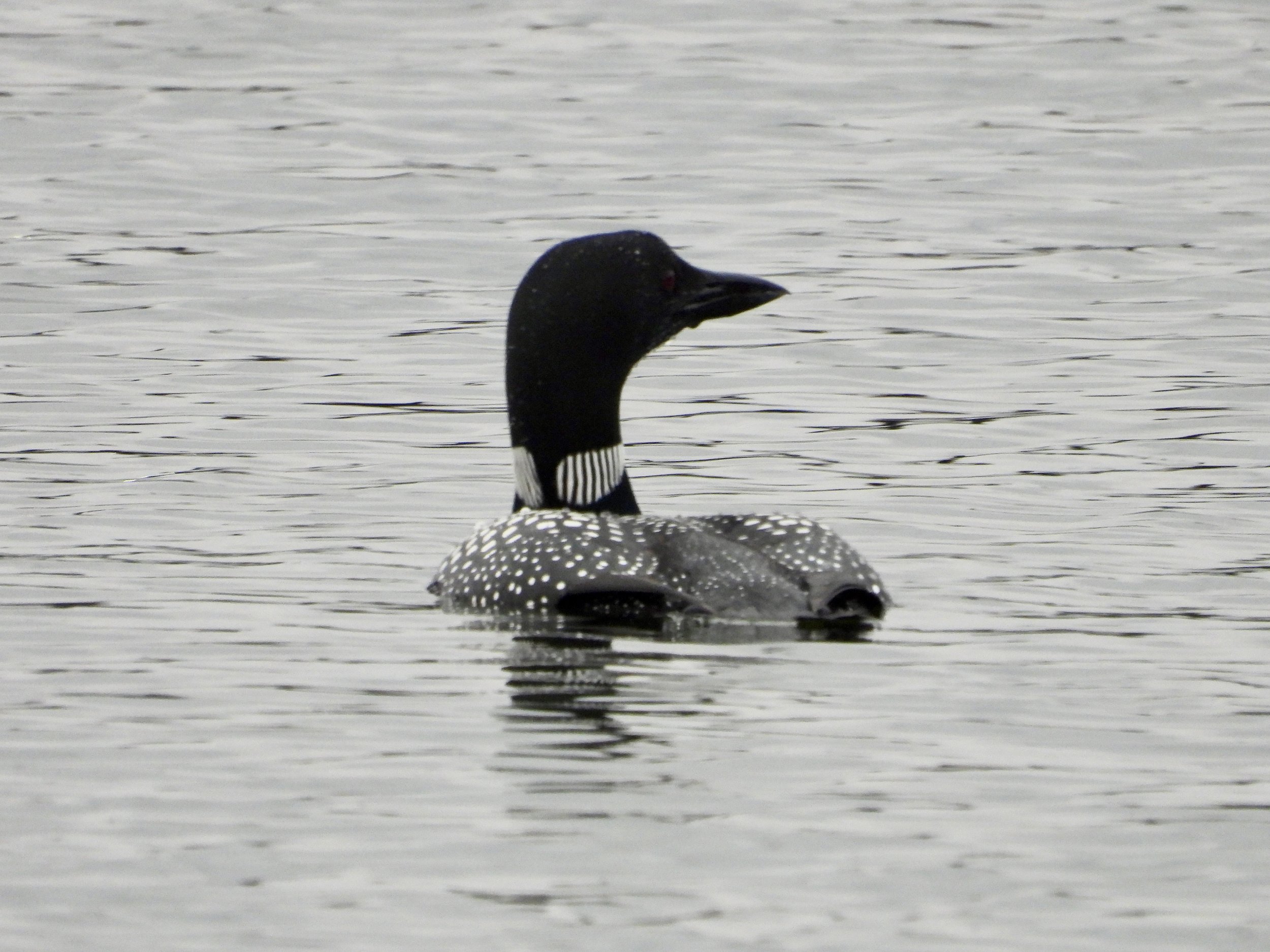 Loon