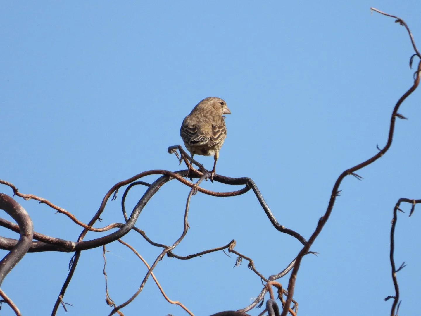House Finch