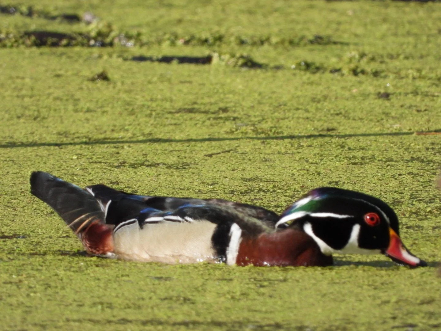 Wood duck
