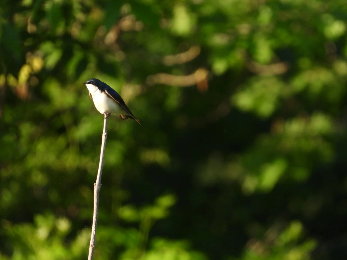 Tree Swallow