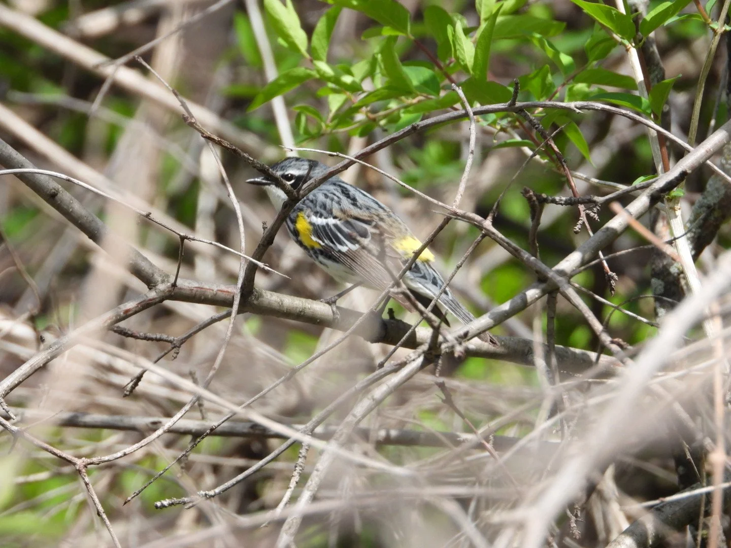 Yellow-throated warbler