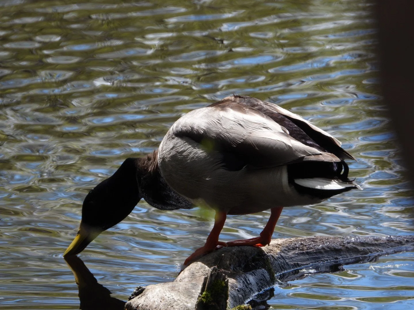 Mallard duck