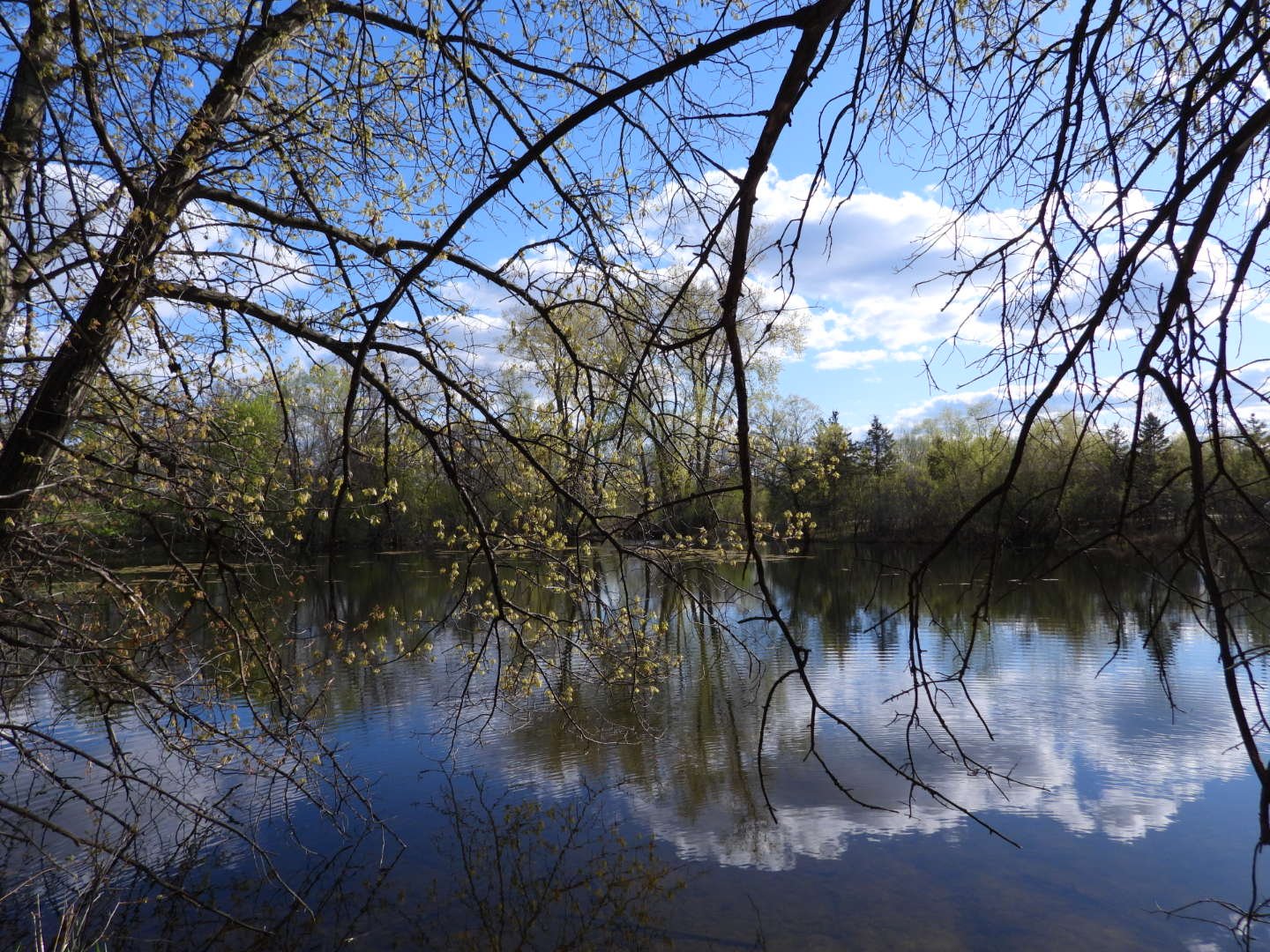 Pond