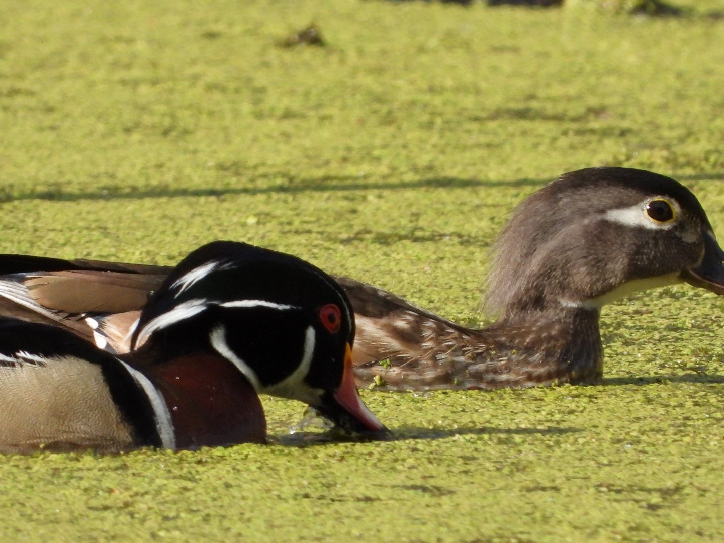Wood duck