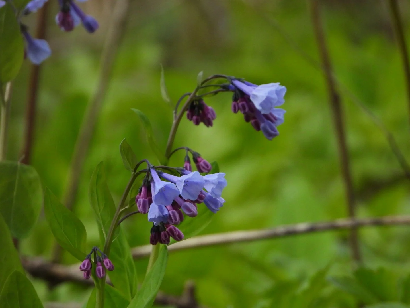 Spring wildflower
