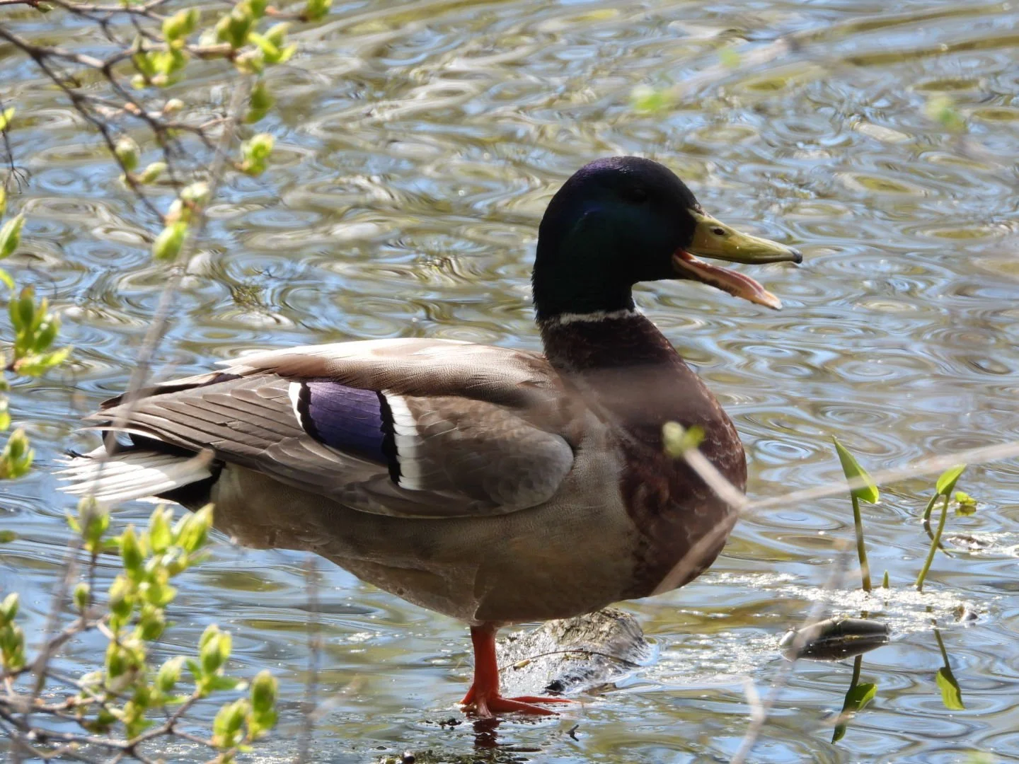 Mallard duck