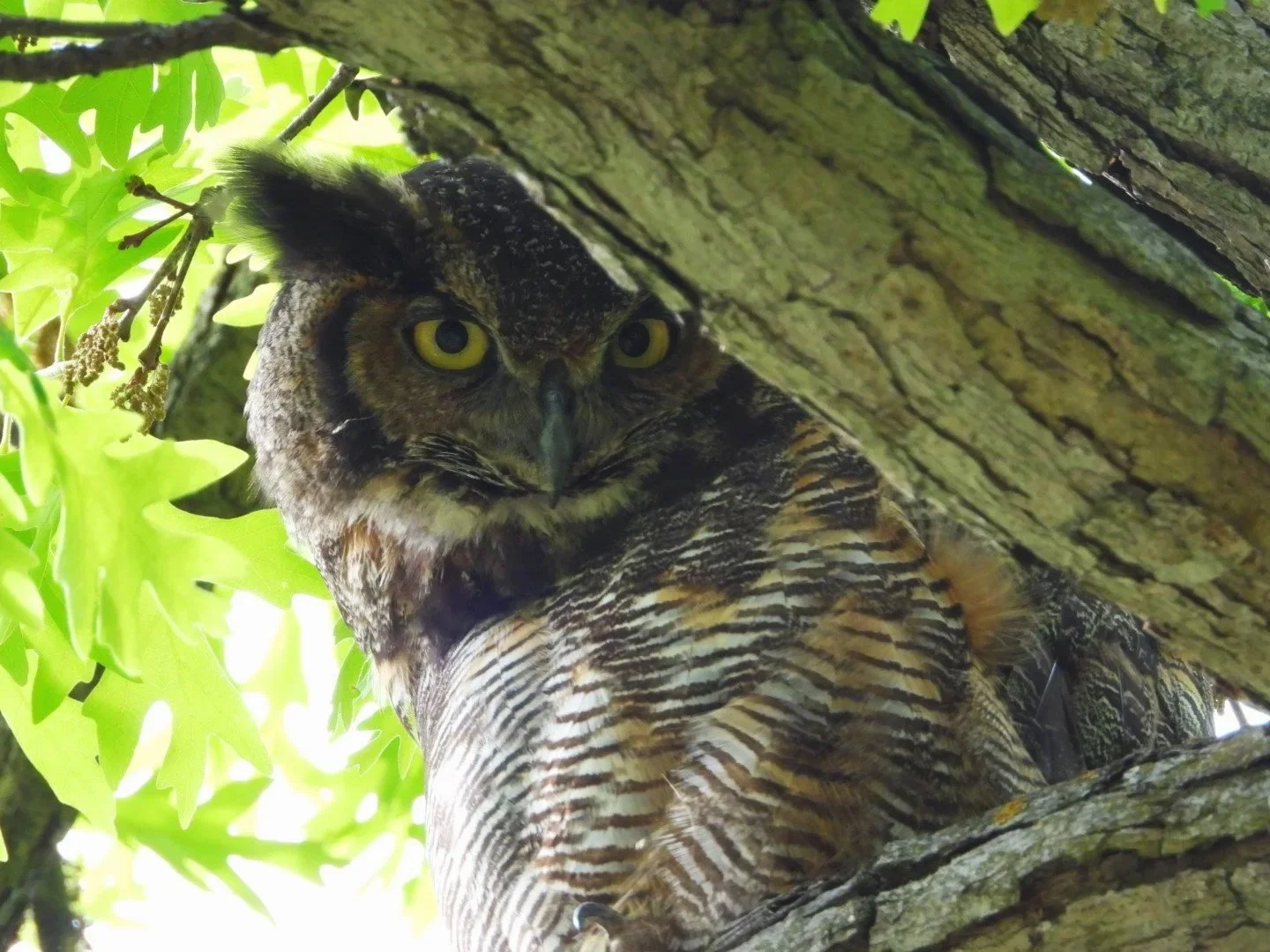 Owl Mom