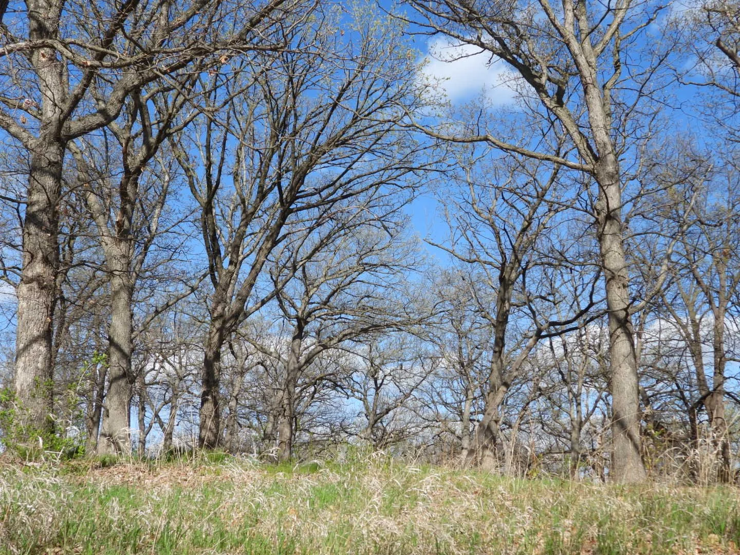 Owl Alley
