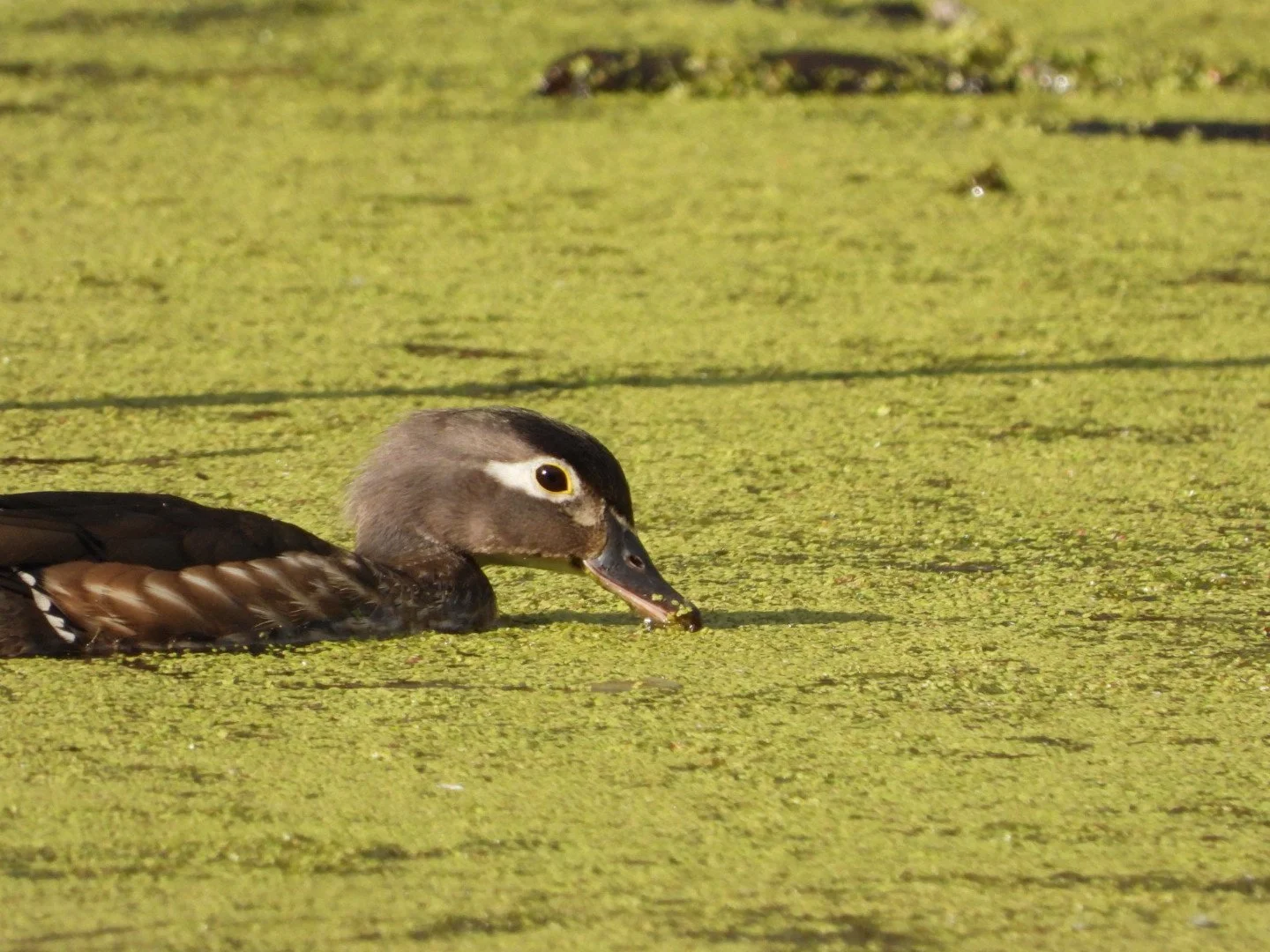 Wood duck (female)