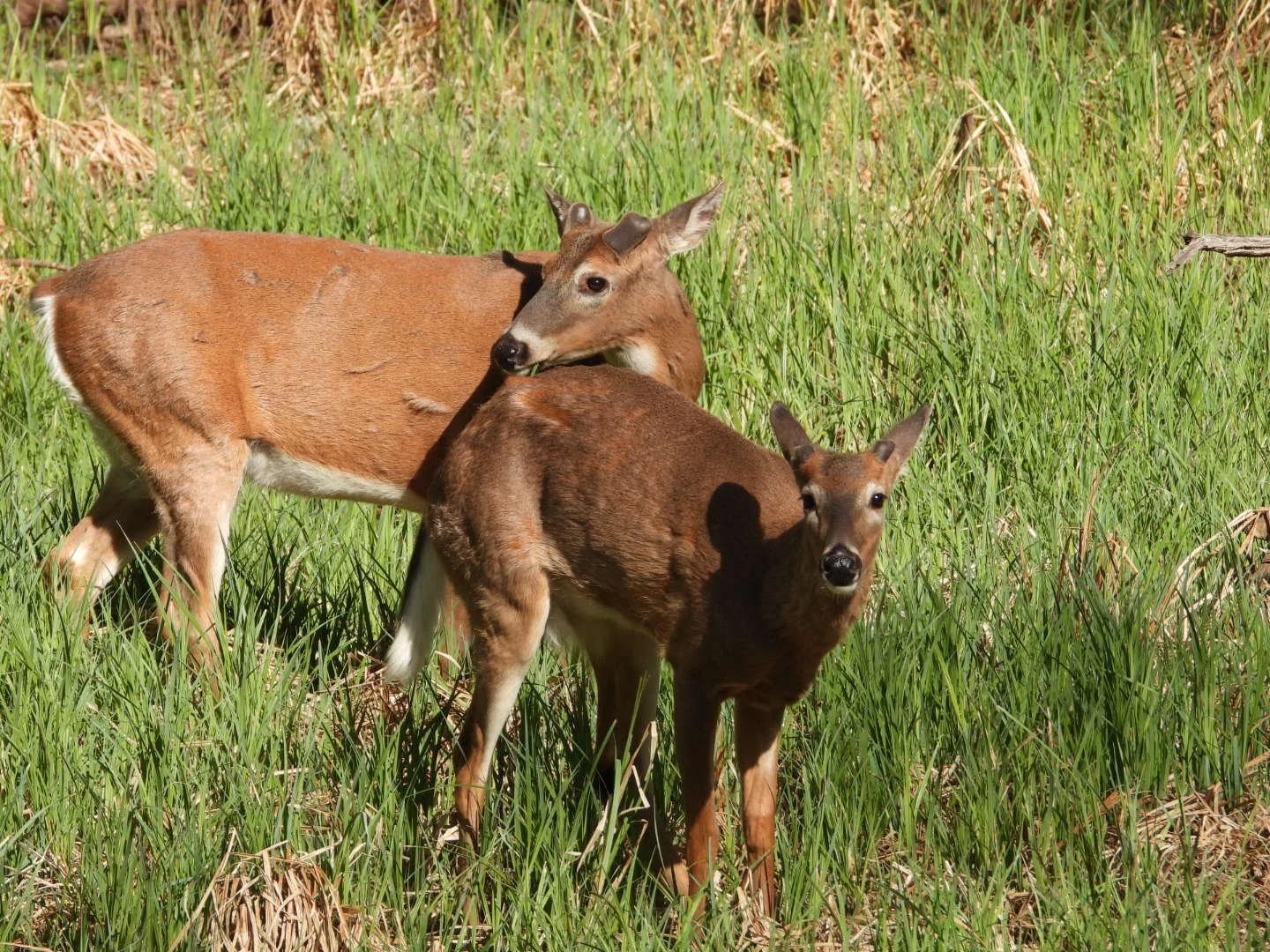 Mule Deer