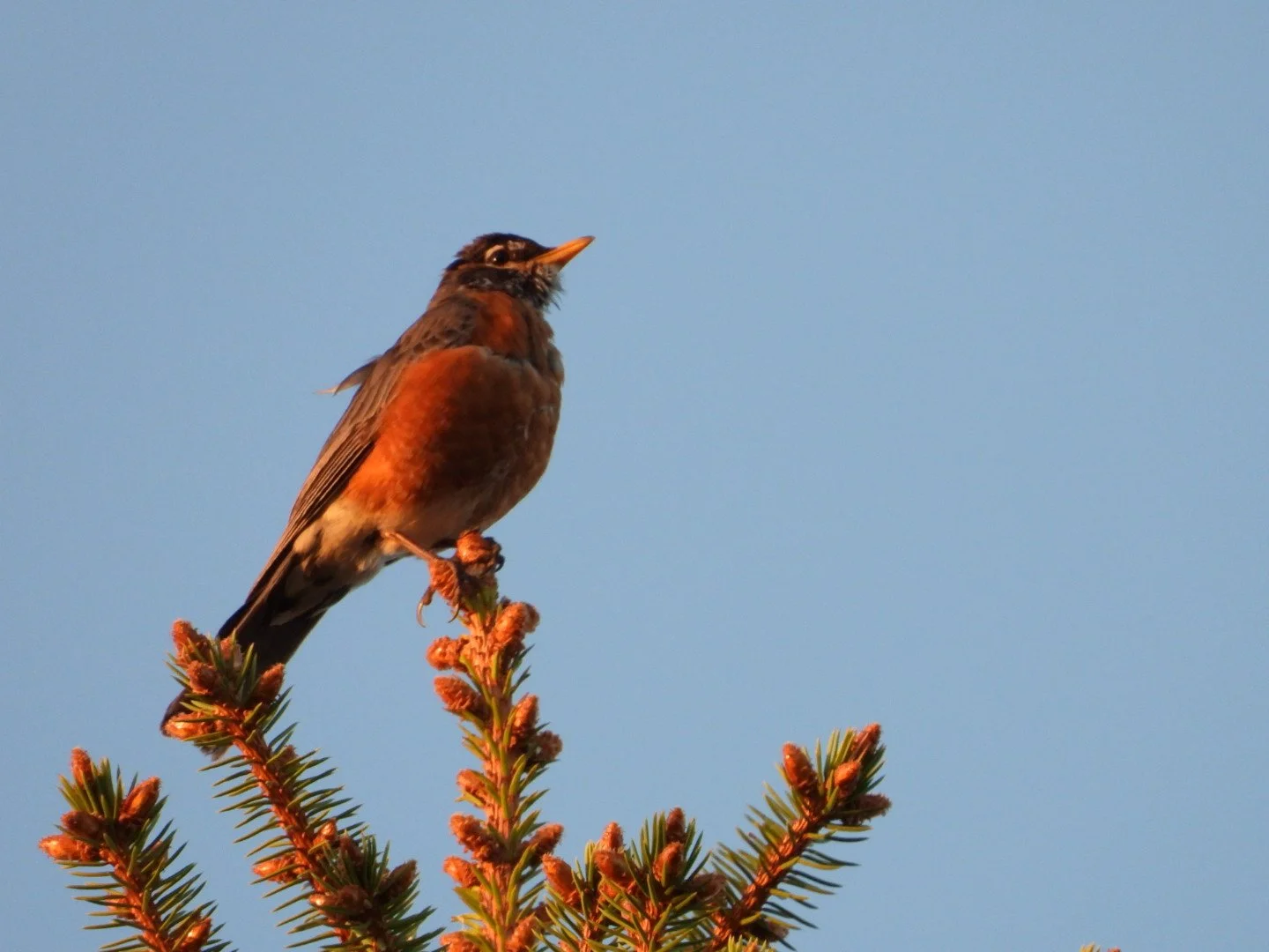 American Robin