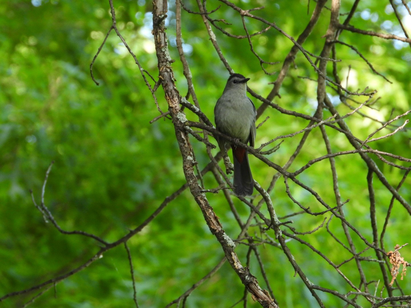 Gray Catbird