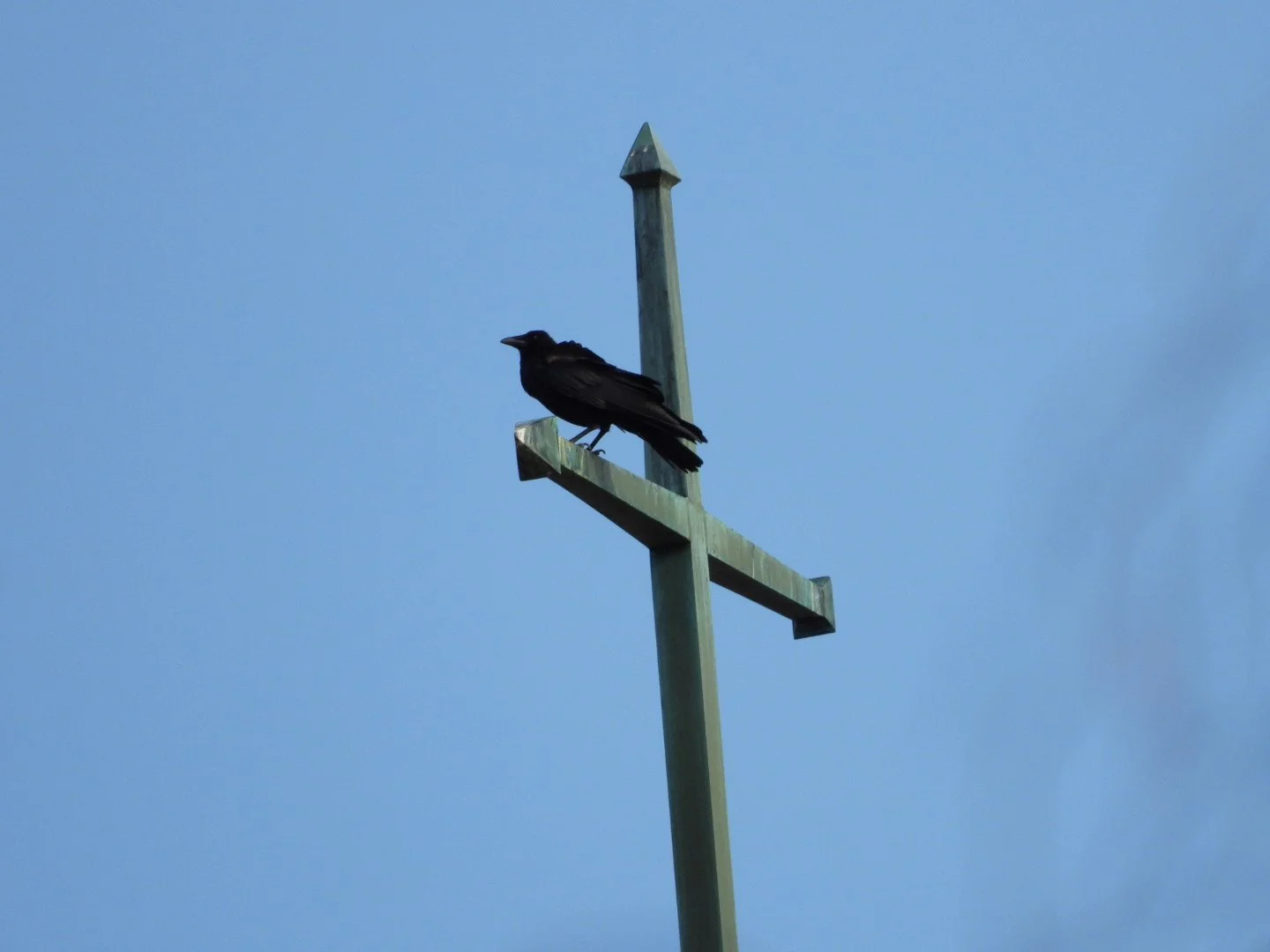Corvus