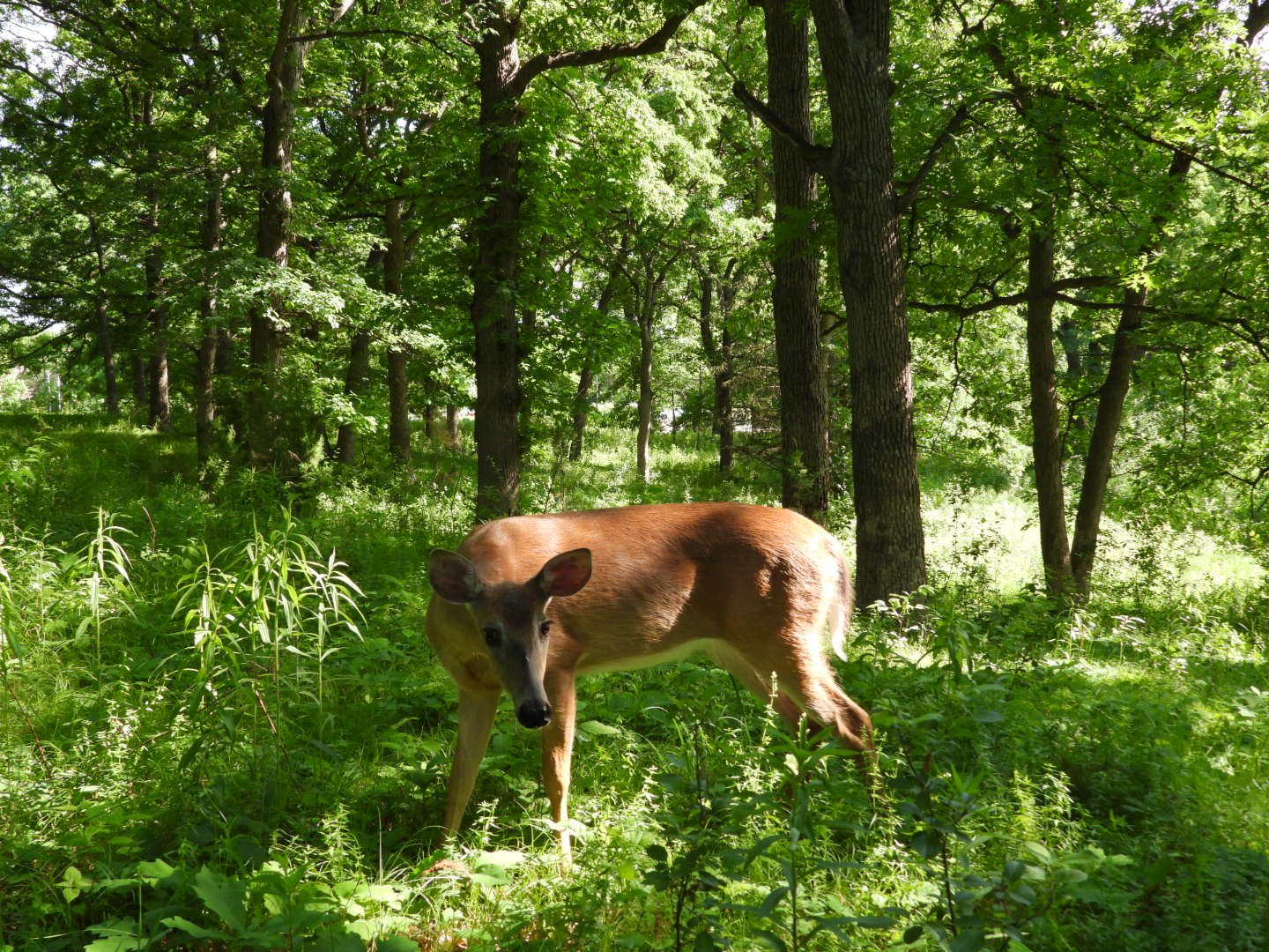 White-Tailed Deer