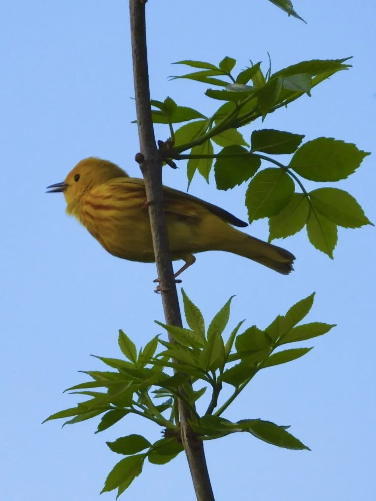 Mangrove Warbler