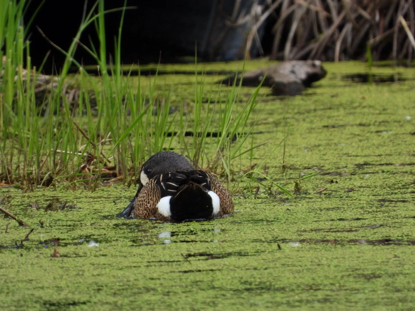 Wood duck