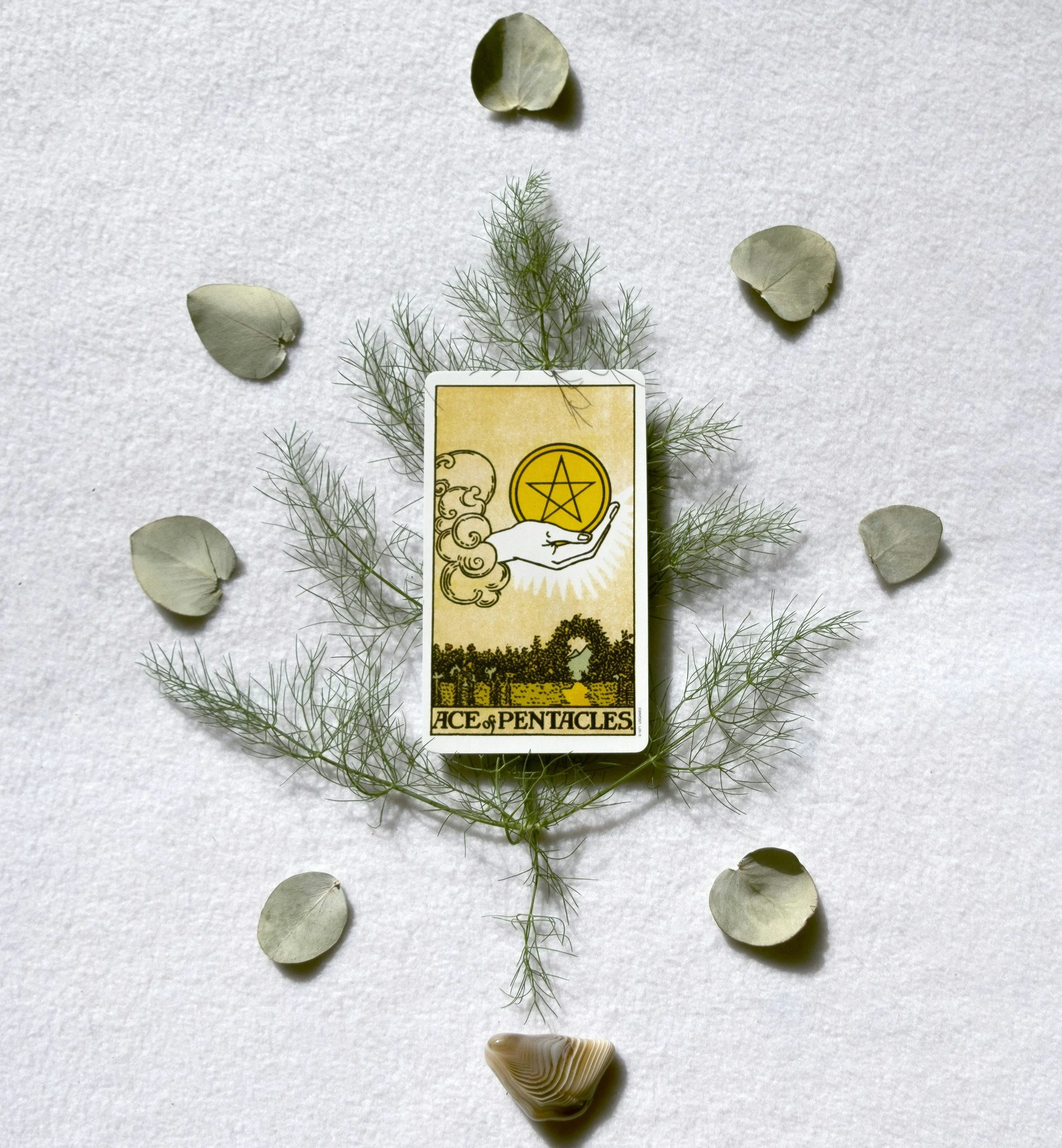Ace of Pentacles tarot card at Cinder & Sage Tarot in Tasmania