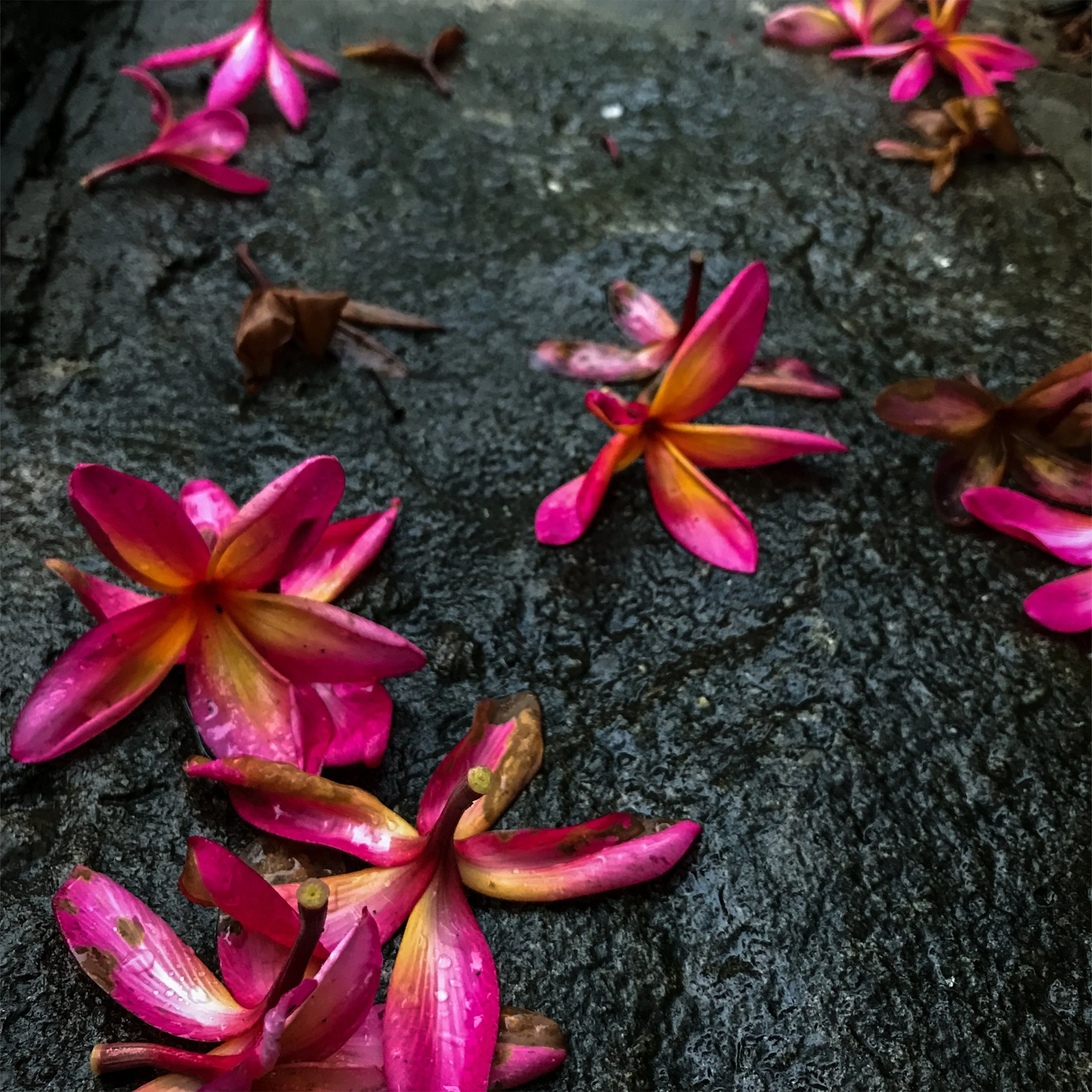 Bungalow 7 Flowers Print 12x12.jpg