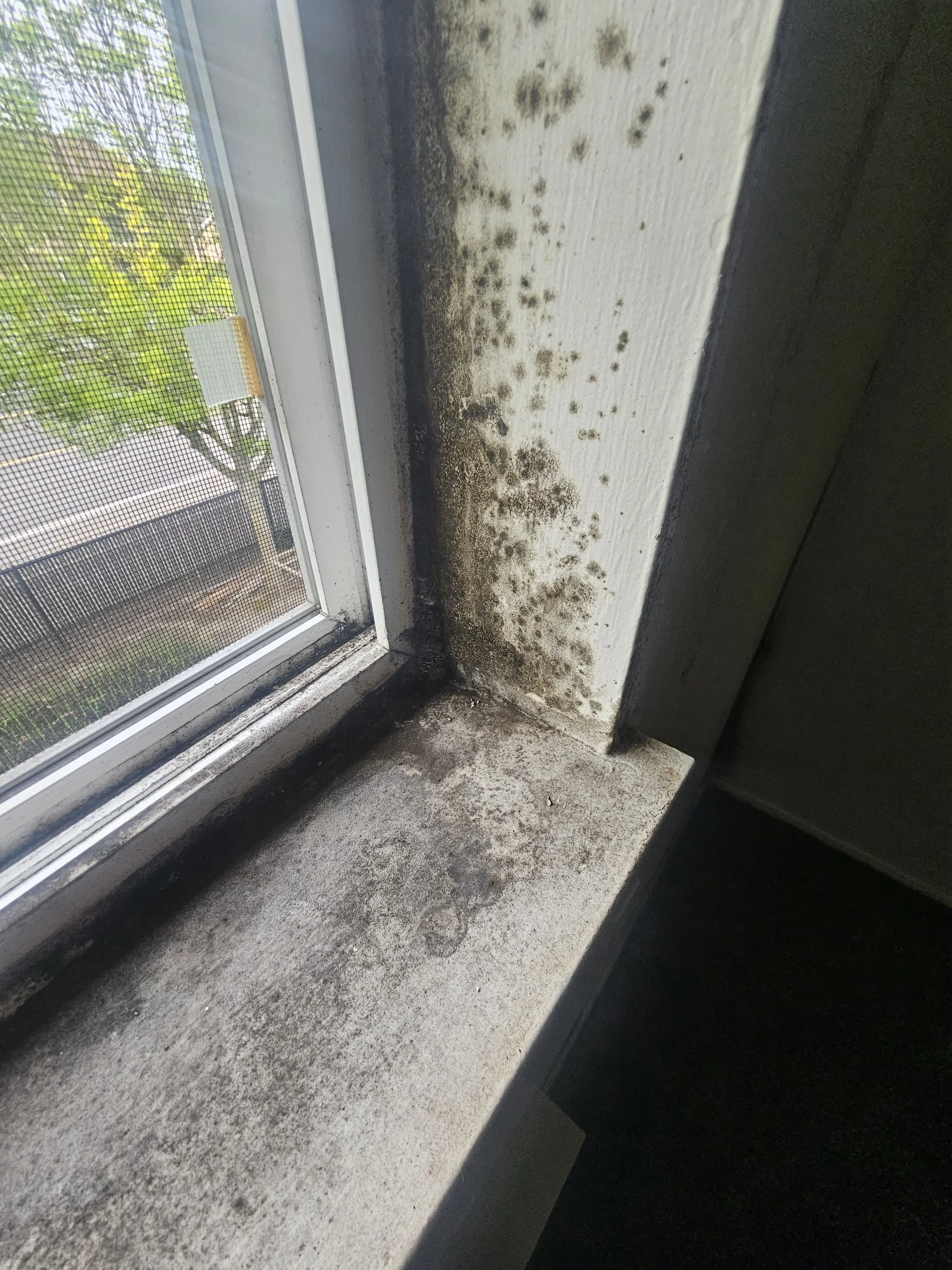 Dirty window sill with black mold and dirt on the white surface, next to a window screen showing outside trees and a fence.