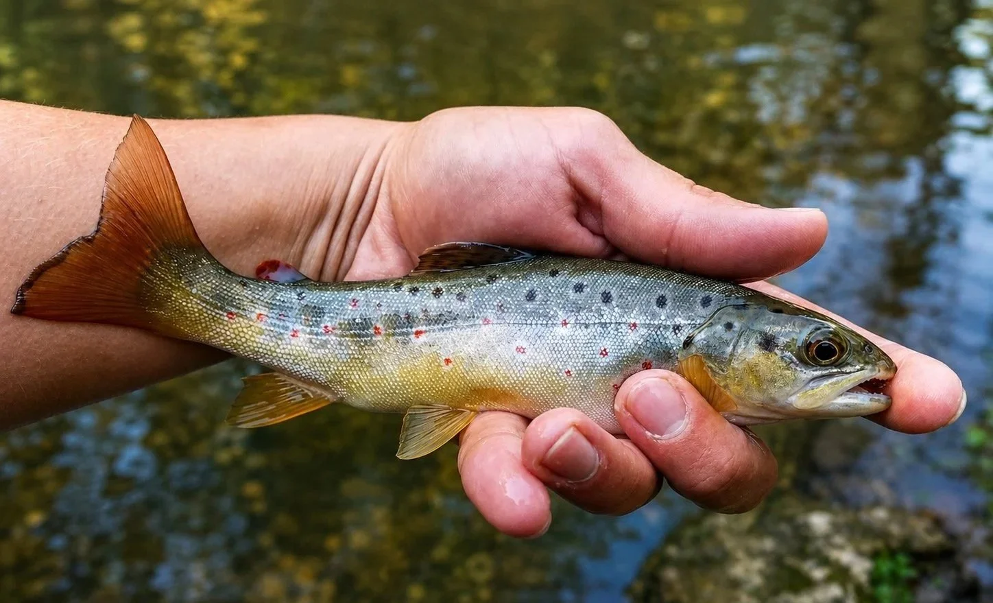 Hand holding a small fish with a brown tail and speckled body above a body of water.