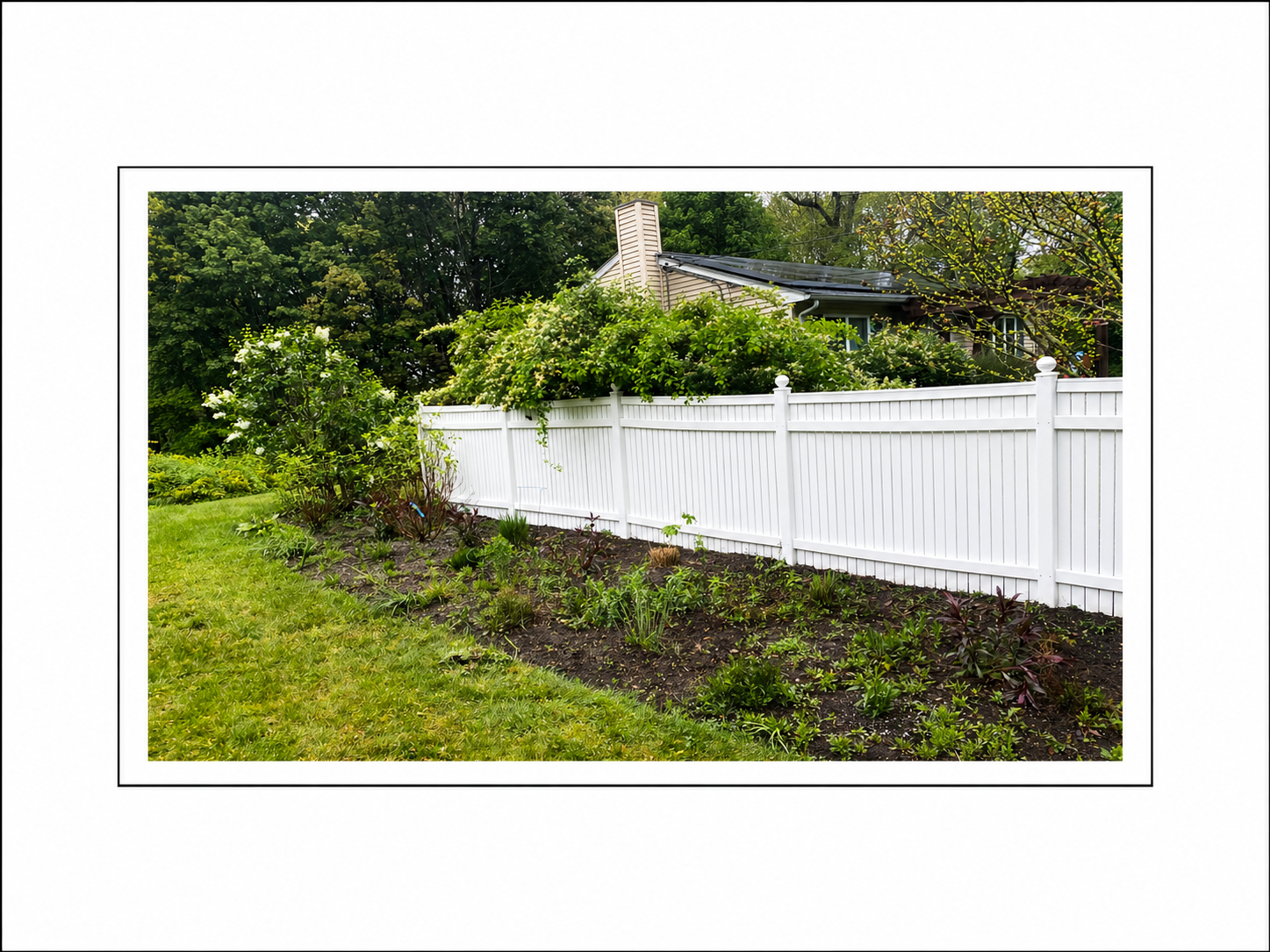 A backyard garden with a white fence and various plants, shrubs, and flowers, with trees and a house in the background.