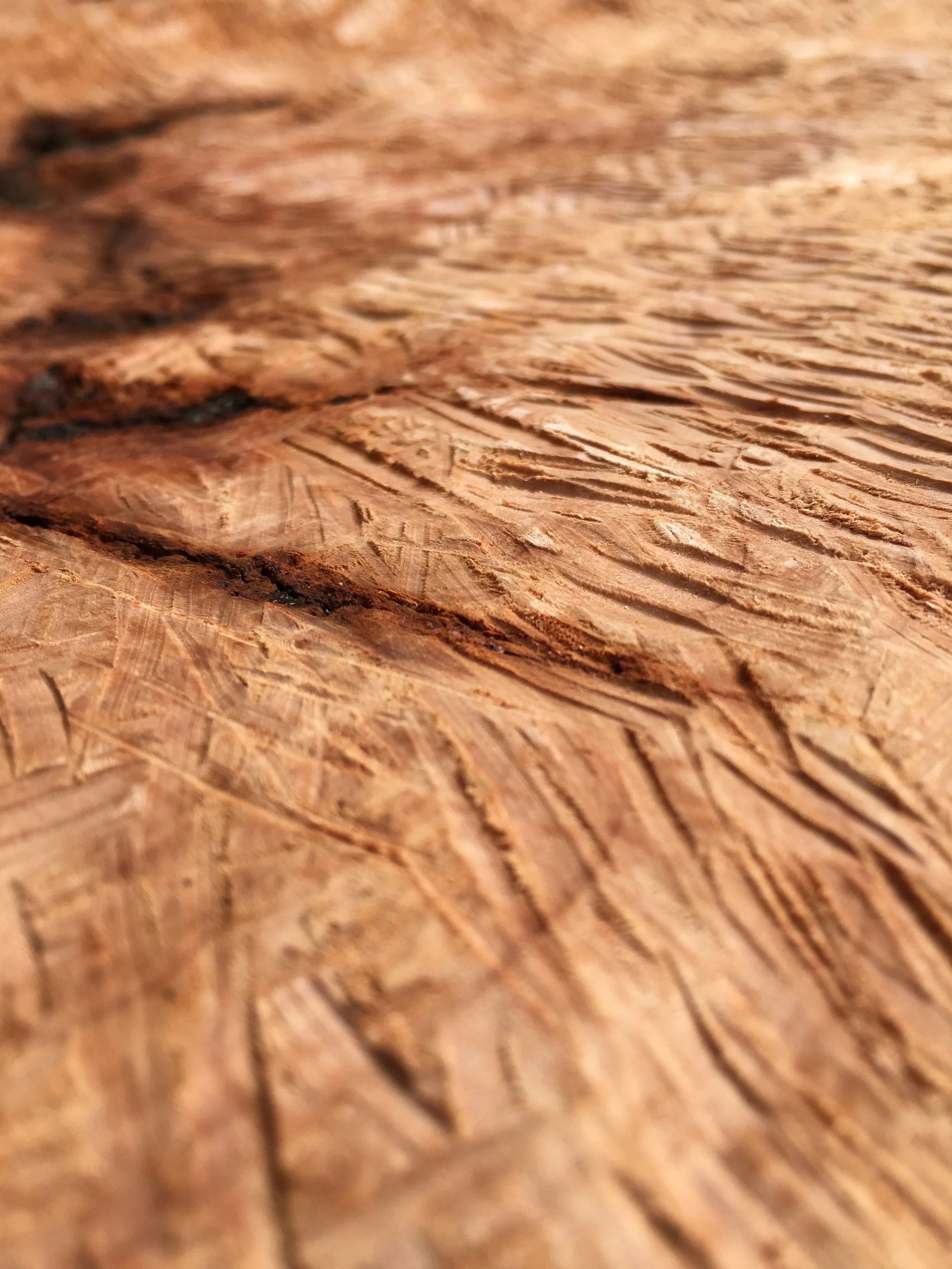 Photo 17-2-17, 10 03 00 am.jpg