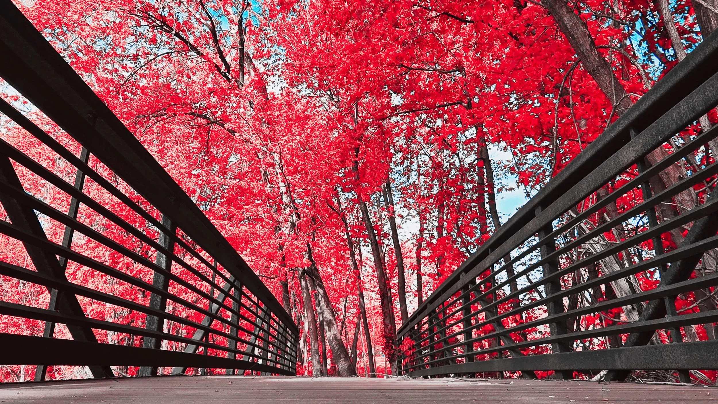 Looking up from a wooden bridge with a black metal railing, red autumn leaves on trees are visible against a blue sky.