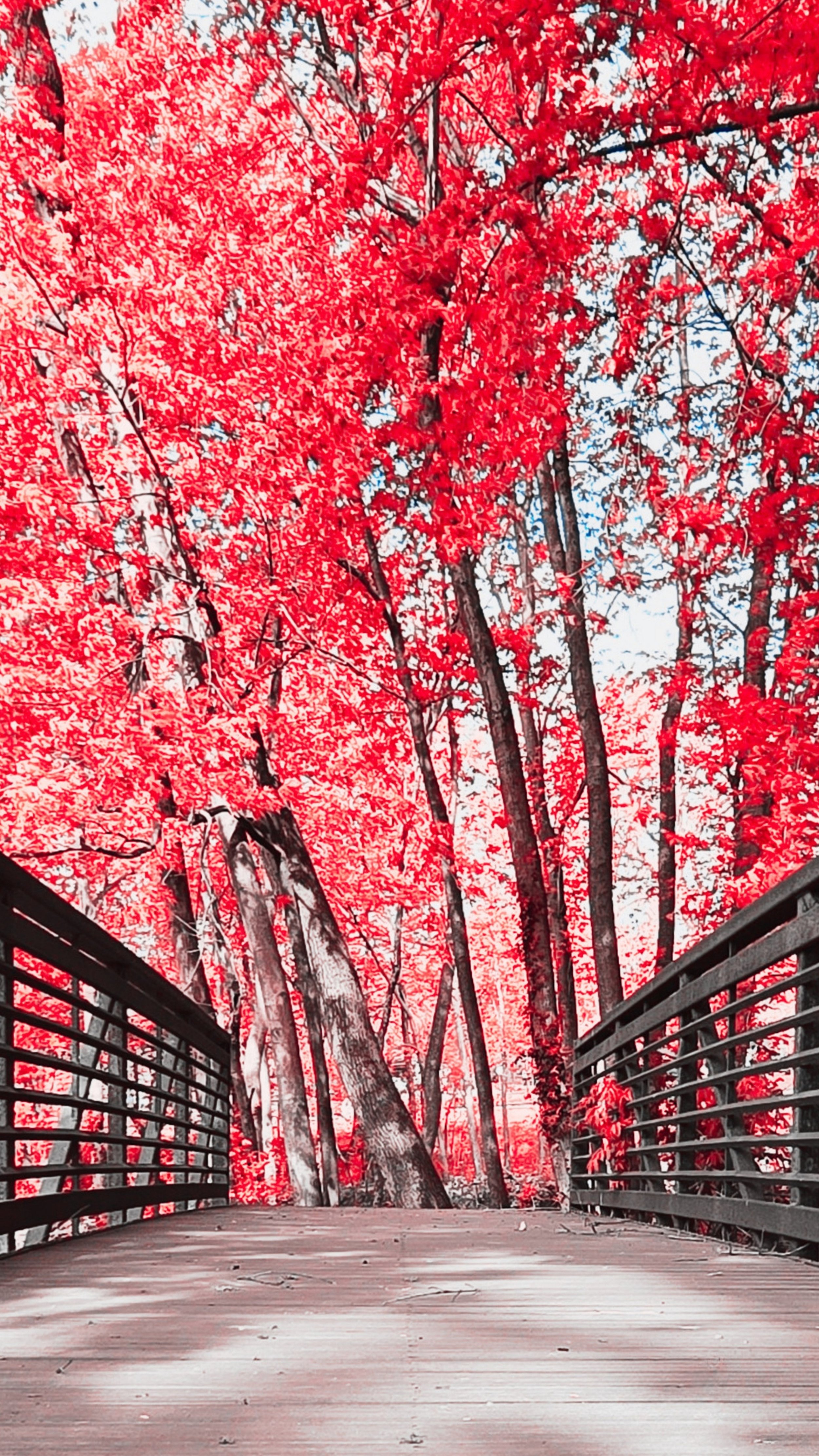 View from a wooden bridge or walkway with metal railings, looking towards tall trees with bright red leaves against a pale sky.